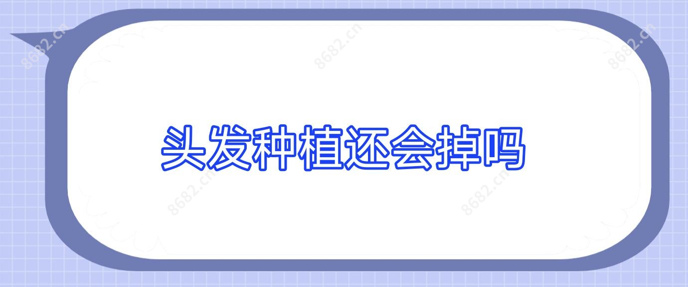 头发种植还会掉吗