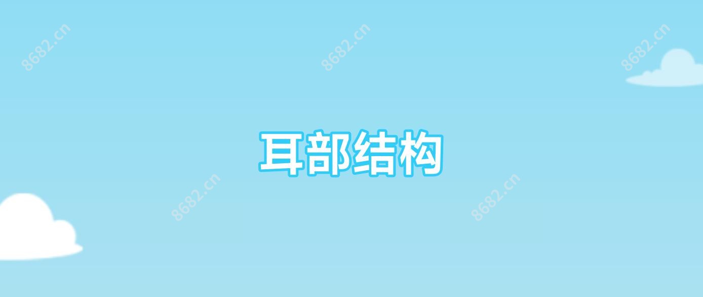 耳部结构